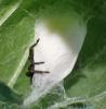 Xysticus_sl sp.